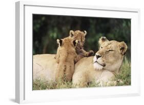 Kenya, Mother Lion with Cubs-Kent Foster-Framed Photographic Print