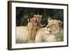 Kenya, Mother Lion with Cubs-Kent Foster-Framed Photographic Print