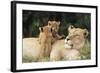 Kenya, Mother Lion with Cubs-Kent Foster-Framed Photographic Print