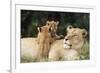 Kenya, Mother Lion with Cubs-Kent Foster-Framed Photographic Print