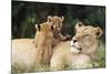 Kenya, Mother Lion with Cubs-Kent Foster-Mounted Photographic Print