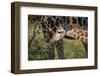 Kenya, Nairobi, Langata, Hog Ranch-Alison Jones-Framed Photographic Print