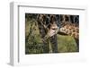 Kenya, Nairobi, Langata, Hog Ranch-Alison Jones-Framed Photographic Print