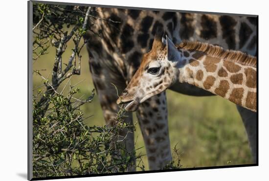 Kenya, Nairobi, Langata, Hog Ranch-Alison Jones-Mounted Photographic Print