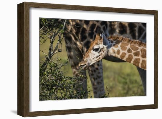 Kenya, Nairobi, Langata, Hog Ranch-Alison Jones-Framed Photographic Print