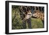 Kenya, Nairobi, Langata, Hog Ranch-Alison Jones-Framed Photographic Print