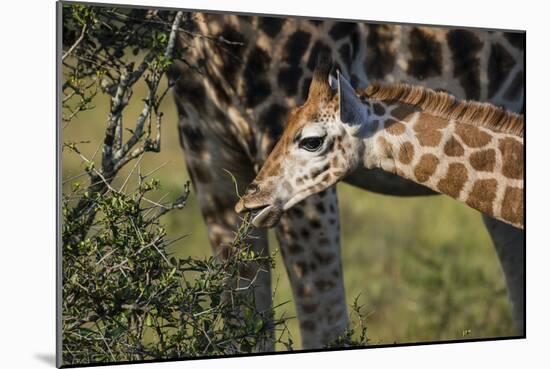 Kenya, Nairobi, Langata, Hog Ranch-Alison Jones-Mounted Photographic Print