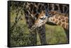 Kenya, Nairobi, Langata, Hog Ranch-Alison Jones-Framed Stretched Canvas