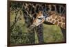 Kenya, Nairobi, Langata, Hog Ranch-Alison Jones-Framed Photographic Print