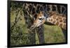 Kenya, Nairobi, Langata, Hog Ranch-Alison Jones-Framed Photographic Print