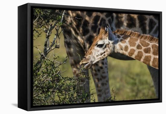 Kenya, Nairobi, Langata, Hog Ranch-Alison Jones-Framed Stretched Canvas