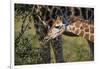 Kenya, Nairobi, Langata, Hog Ranch-Alison Jones-Framed Premium Photographic Print