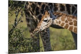 Kenya, Nairobi, Langata, Hog Ranch-Alison Jones-Mounted Premium Photographic Print