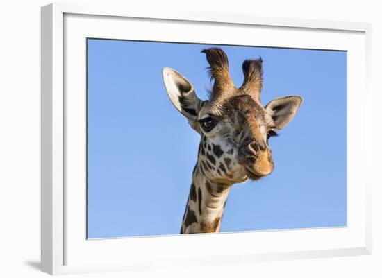 Kenya, Narok County, Masai Mara. a Young Maasai Giraffe.-Nigel Pavitt-Framed Photographic Print