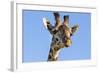 Kenya, Narok County, Masai Mara. a Young Maasai Giraffe.-Nigel Pavitt-Framed Photographic Print