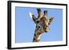 Kenya, Narok County, Masai Mara. a Young Maasai Giraffe.-Nigel Pavitt-Framed Photographic Print