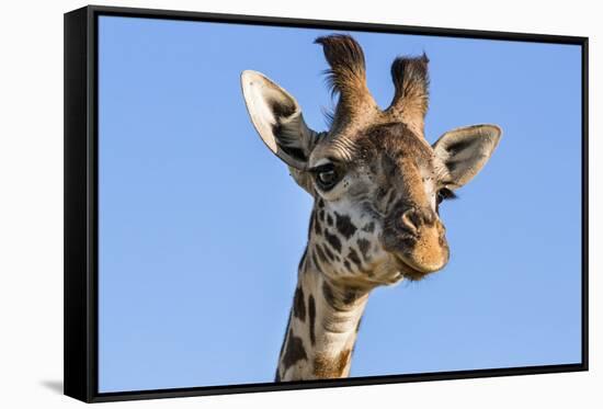 Kenya, Narok County, Masai Mara. a Young Maasai Giraffe.-Nigel Pavitt-Framed Stretched Canvas