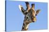 Kenya, Narok County, Masai Mara. a Young Maasai Giraffe.-Nigel Pavitt-Stretched Canvas