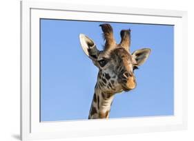 Kenya, Narok County, Masai Mara. a Young Maasai Giraffe.-Nigel Pavitt-Framed Photographic Print