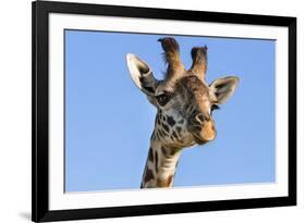 Kenya, Narok County, Masai Mara. a Young Maasai Giraffe.-Nigel Pavitt-Framed Photographic Print