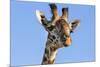 Kenya, Narok County, Masai Mara. a Young Maasai Giraffe.-Nigel Pavitt-Mounted Photographic Print