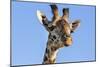 Kenya, Narok County, Masai Mara. a Young Maasai Giraffe.-Nigel Pavitt-Mounted Photographic Print