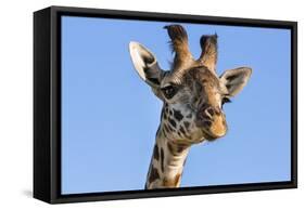 Kenya, Narok County, Masai Mara. a Young Maasai Giraffe.-Nigel Pavitt-Framed Stretched Canvas
