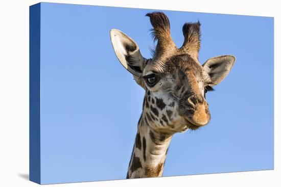 Kenya, Narok County, Masai Mara. a Young Maasai Giraffe.-Nigel Pavitt-Stretched Canvas