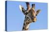 Kenya, Narok County, Masai Mara. a Young Maasai Giraffe.-Nigel Pavitt-Stretched Canvas