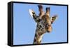 Kenya, Narok County, Masai Mara. a Young Maasai Giraffe.-Nigel Pavitt-Framed Stretched Canvas