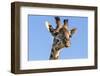 Kenya, Narok County, Masai Mara. a Young Maasai Giraffe.-Nigel Pavitt-Framed Photographic Print