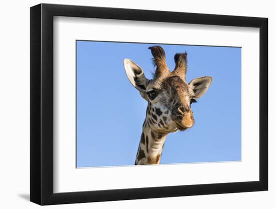 Kenya, Narok County, Masai Mara. a Young Maasai Giraffe.-Nigel Pavitt-Framed Photographic Print