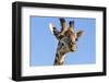 Kenya, Narok County, Masai Mara. a Young Maasai Giraffe.-Nigel Pavitt-Framed Photographic Print
