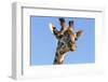 Kenya, Narok County, Masai Mara. a Young Maasai Giraffe.-Nigel Pavitt-Framed Photographic Print