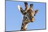 Kenya, Narok County, Masai Mara. a Young Maasai Giraffe.-Nigel Pavitt-Mounted Photographic Print