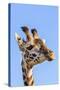 Kenya, Narok County, Masai Mara. a Young Maasai Giraffe.-Nigel Pavitt-Stretched Canvas