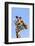 Kenya, Narok County, Masai Mara. a Young Maasai Giraffe.-Nigel Pavitt-Framed Photographic Print