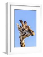 Kenya, Narok County, Masai Mara. a Young Maasai Giraffe.-Nigel Pavitt-Framed Photographic Print