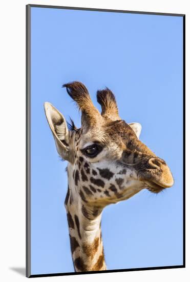 Kenya, Narok County, Masai Mara. a Young Maasai Giraffe.-Nigel Pavitt-Mounted Photographic Print