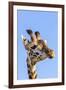 Kenya, Narok County, Masai Mara. a Young Maasai Giraffe.-Nigel Pavitt-Framed Photographic Print