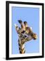 Kenya, Narok County, Masai Mara. a Young Maasai Giraffe.-Nigel Pavitt-Framed Photographic Print