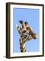 Kenya, Narok County, Masai Mara. a Young Maasai Giraffe.-Nigel Pavitt-Framed Photographic Print