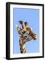 Kenya, Narok County, Masai Mara. a Young Maasai Giraffe.-Nigel Pavitt-Framed Photographic Print