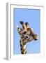 Kenya, Narok County, Masai Mara. a Young Maasai Giraffe.-Nigel Pavitt-Framed Photographic Print