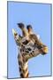 Kenya, Narok County, Masai Mara. a Young Maasai Giraffe.-Nigel Pavitt-Mounted Photographic Print