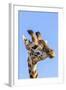 Kenya, Narok County, Masai Mara. a Young Maasai Giraffe.-Nigel Pavitt-Framed Photographic Print