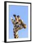 Kenya, Narok County, Masai Mara. a Young Maasai Giraffe.-Nigel Pavitt-Framed Photographic Print