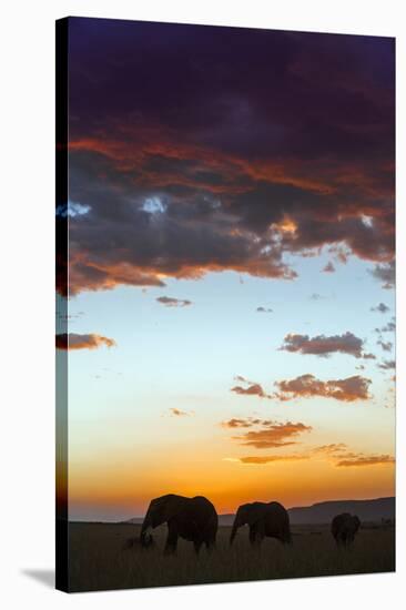 Kenya, Narok County, Masai Mara. Elephants Silhouetted Against a Beautiful Sky at Sunset.-Nigel Pavitt-Stretched Canvas