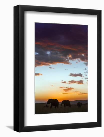 Kenya, Narok County, Masai Mara. Elephants Silhouetted Against a Beautiful Sky at Sunset.-Nigel Pavitt-Framed Photographic Print