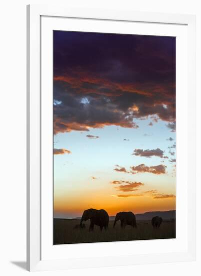 Kenya, Narok County, Masai Mara. Elephants Silhouetted Against a Beautiful Sky at Sunset.-Nigel Pavitt-Framed Photographic Print